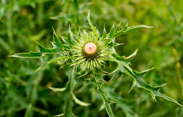 Velké bylinné léčivé rostliny lopuch Arctium. Burdock se skládá z velkých zelených pupenů, špičatých listů, fialových květů kvetoucích na letním poli. Květinové lopuchu Arktium používané k léčbě zdraví. - Fotografie, Obrázek
