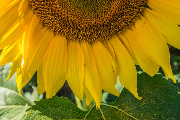 Un primer plano parcial de un girasol amarillo brillante abierto en flor que muestra el detalle de la cabeza de la semilla con el polen caído en la hoja y pétalos en un día soleado en otoño - Foto, Imagen