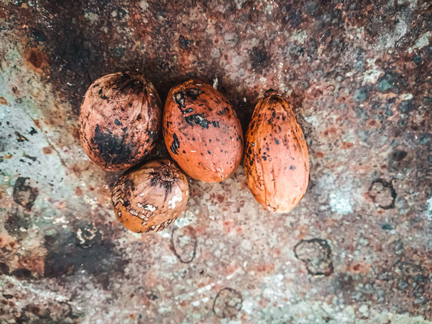 Areca nut or dry betel nut in orange grunge background . - Photo, image