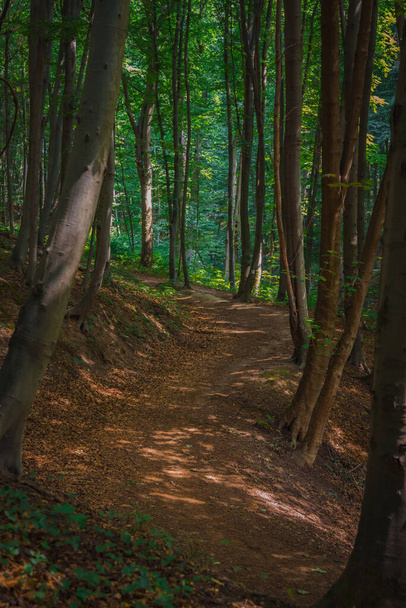fotografía vertical del paisaje del bosque matutino al aire libre espacio ambiente con camino de tierra camino curvo camino sin personas - Foto, Imagen