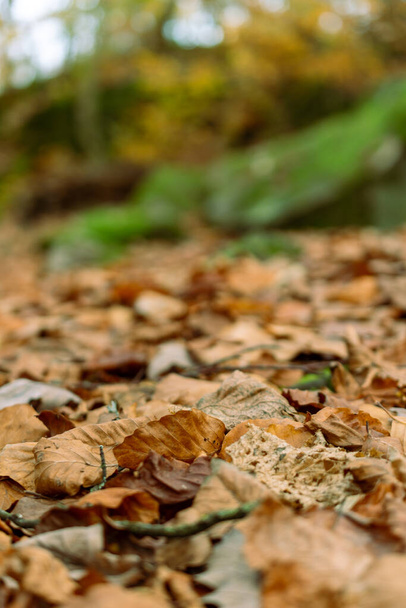 Нижня частина лісової підлоги покрита листям
 - Фото, зображення