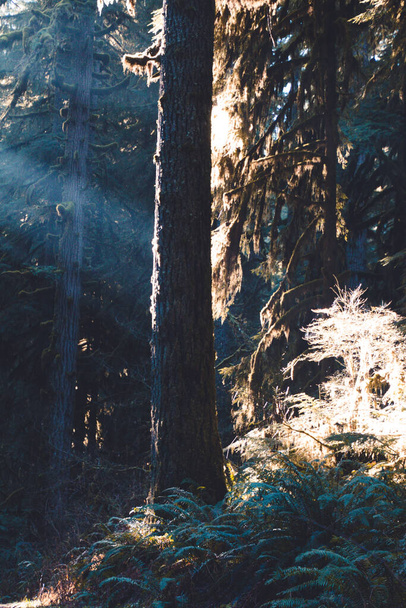 A vertical shot of a sunliy tree in a forest - Фото, зображення