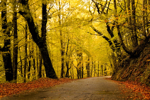 Autumn landscape with a beautiful road with colored trees - Photo, Image