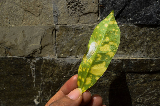 Θηλυκό που κρατάει ένα φύλλο Κρότον στο χέρι του οποίου το κάτω μέρος καταστρέφεται από έντομα που γεννούν προνύμφες αυγών. Κίτρινες και πράσινες ασθένειες βλάβη των φυτών Croton χρειάζονται θεραπεία. - Φωτογραφία, εικόνα
