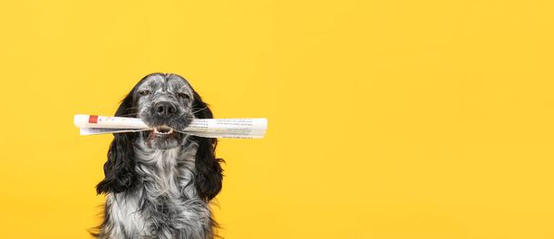 Cute funny dog with newspaper on color background with space for text - Valokuva, kuva