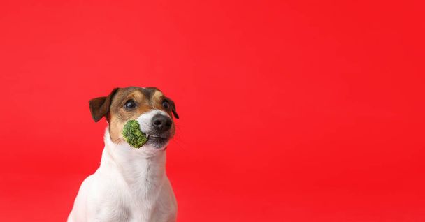 Cute funny dog with broccoli on color background with space for text - Photo, Image