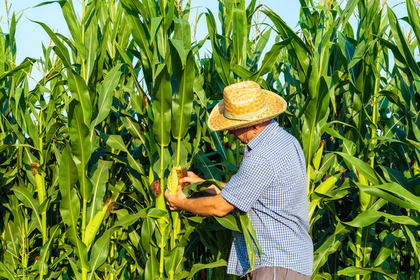 帽子をかぶっている農家は収穫前に背の高いトウモロコシの収穫をチェックする。現場の農学者. - 写真・画像