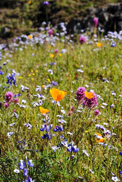 Reserva Ecológica Montaña Mesa Norte, Oroville, California, Floración de primavera con muchas flores silvestres en flor. Cerca de las amapolas de California, altramuz, trébol de búhos y capó azul.  - Foto, imagen