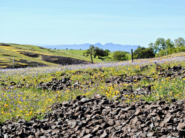 北表山生態保護区,オロヴィル,カリフォルニア州,春に多数の野生の花を咲かせます。カリフォルニアのケシ、ルピナス、フクロウのクローバー、そして青いボンネットを閉じてください。.  - 写真・画像