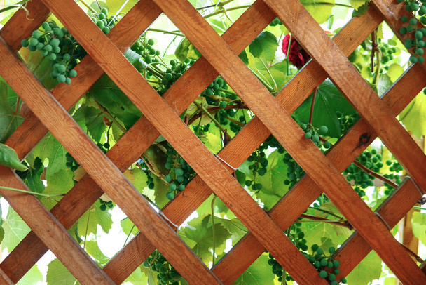 Fondo in legno, con uva verde. Albero da un albero - Foto, immagini