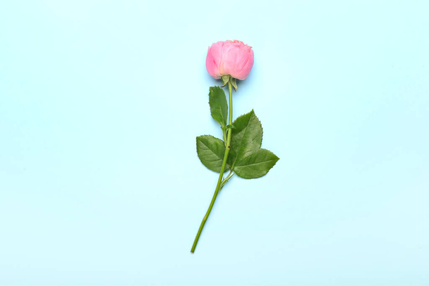 Красивая пионская роза на цветном фоне - Фото, изображение