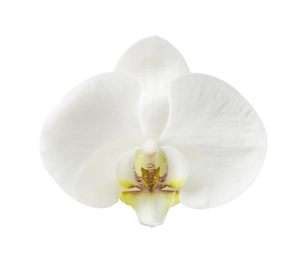 Orchid isolated on white background.  - Фото, зображення