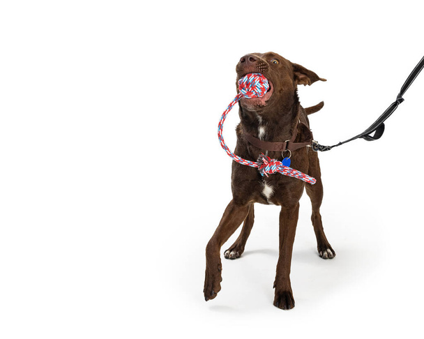 Divertido perro marrón grande con una correa con una cuerda y un juguete de pelota en la boca listo para jugar - Foto, Imagen