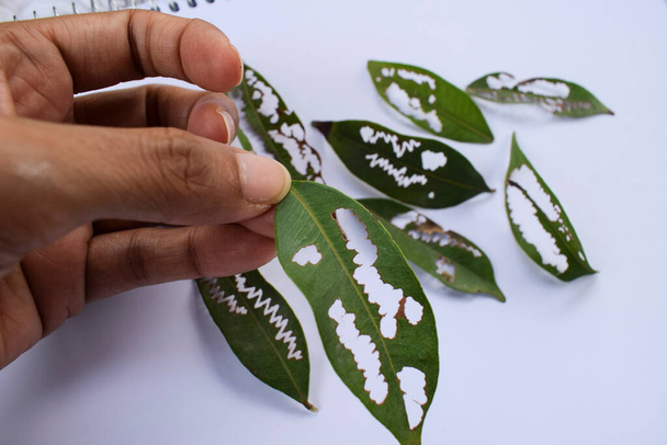 Female hand plucked and holding Leaves eaten by pests, bugs or caterpillar in zigzag pattern creating many holes in leaf. Plucked and laid on white background. Design of chewed leaves by insects - Photo, Image