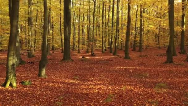 autunno nella foresta riprese aeree - Filmati, video