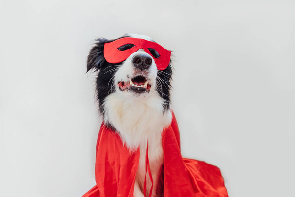 Funny portrait of cute dog border collie in superhero costume isolated on white background. Puppy wearing red super hero mask and cape in carnival or halloween. Justice help strenght concept - Foto, Imagem