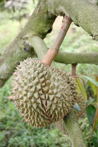 Fresh durian fruit on trees. - Foto, immagini