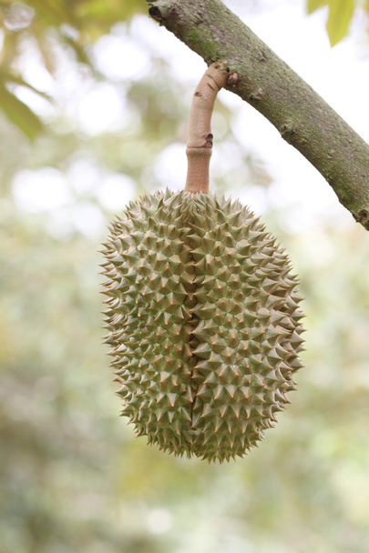 Frutto durian fresco sugli alberi
. - Foto, immagini
