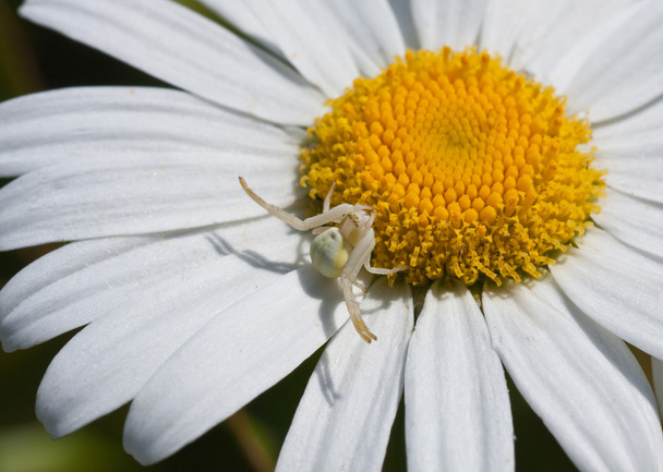 Araignée blanche
 - Photo, image