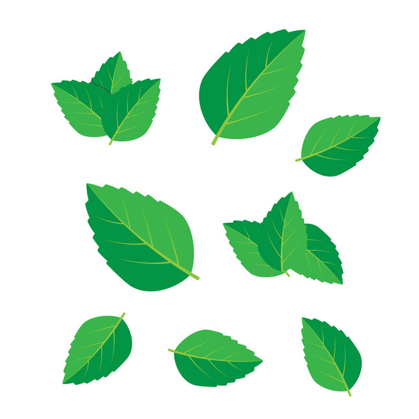 Miętowy zielony wektor ilustracji zestaw. Wektor logo mennicy - Wektor, obraz