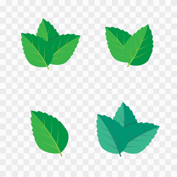 Conjunto de ilustración vectorial verde menta. Logotipo de menta vector - Vector, imagen