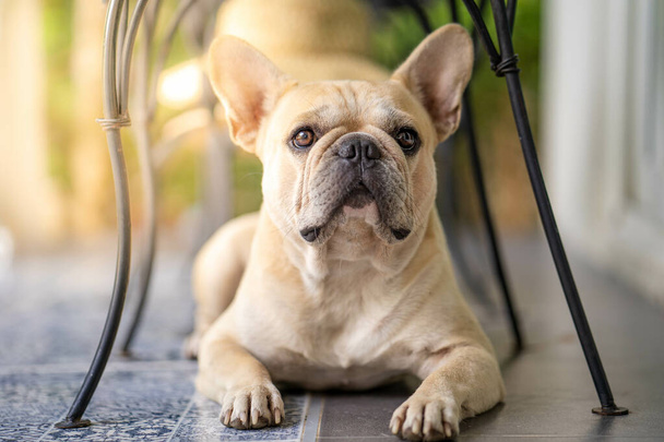 A closeup of a fawn french bulldog lying on the floor and looking up. - Fotó, kép