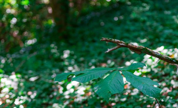 крупним планом зелене листя в лісі, вкритому зеленню під сонячним світлом з розмитим фоном
 - Фото, зображення