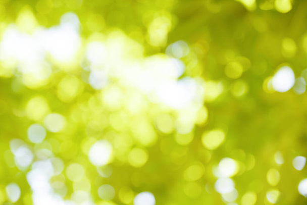 bokeh hämärtää tausta oksa vihreä lehti taivaalla auringonvalo trooppisessa metsässä puussa kesäpäivä valo vihreässä puistossa  - Valokuva, kuva