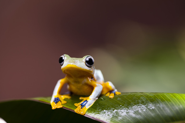 żaba z żółty abdone - Zdjęcie, obraz