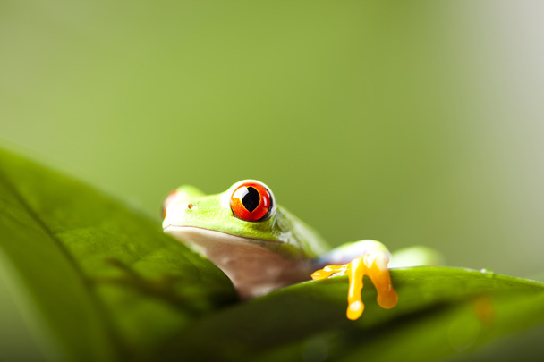 červené oči žába - Fotografie, Obrázek