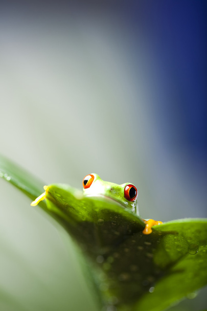 punasilmäinen sammakko
 - Valokuva, kuva