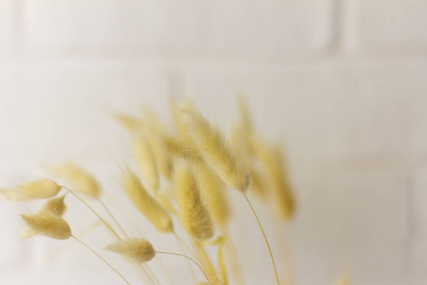 Een prachtig beige boeket droog gras. Konijnenstaart, Lagurus ovatus plant op een lichte wazige achtergrond.Selectieve focus.Home decoratie. - Foto, afbeelding