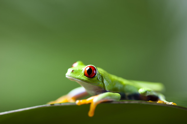 Frosch mit roten Augen - Foto, Bild