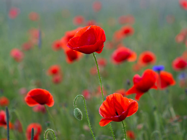 maki czerwone pole kwiaty  - Photo, Image