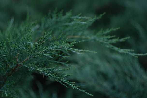Blurred background with juniper. Green vegetation with a blue tint. Coniferous bush. Ornamental plant. - Photo, Image