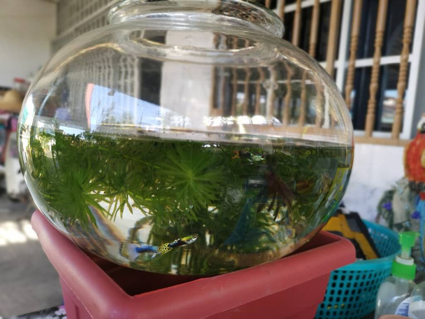 Okrągła szklana miska akwariowa z malutką rybą paw - Zdjęcie, obraz