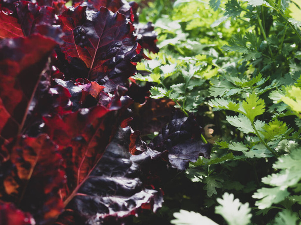 lettuce leaves and parsley close-up grow in the garden - Fotoğraf, Görsel