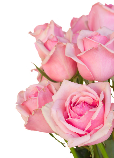 close up of fresh pink garden roses - Fotó, kép