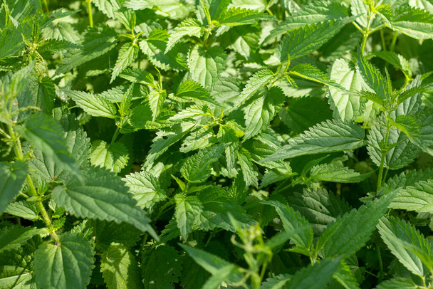 Nettle.Thickets of stinging nettle.Natural natural background - Photo, Image