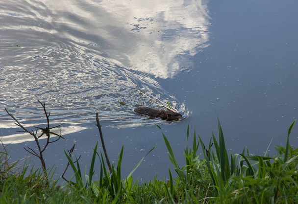 muskrat floats on water. the water reflects the sky - Photo, Image