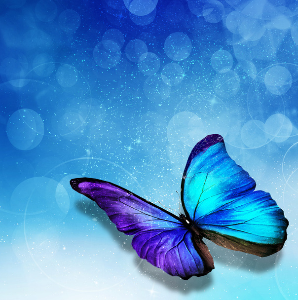 Blue background with butterfly - Photo, Image