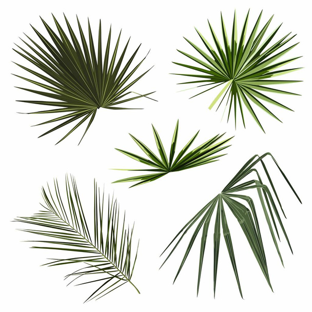 Zestaw tropikalnych liści palmy ilustracja. - Wektor, obraz
