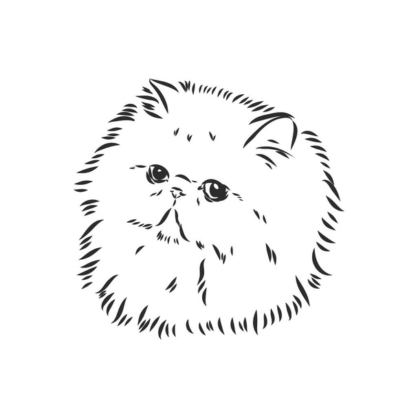 Персидский кошачий векторный рисунок - Вектор,изображение