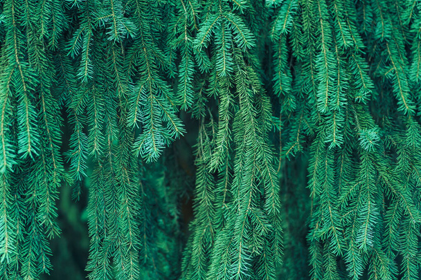 Achtergrond van hangende takken van groene sparren - Foto, afbeelding