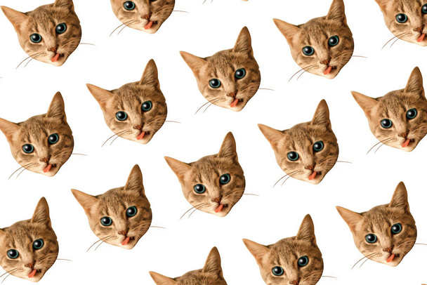 Conjunto de adorables caras de gato patrón. Día mundial del gato. Concepto de moda de collage mínimo - Foto, Imagen