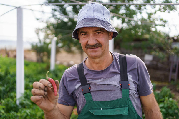 Starszy rolnik zbierający dojrzałe papryki w ogrodzie warzywnym - Zdjęcie, obraz