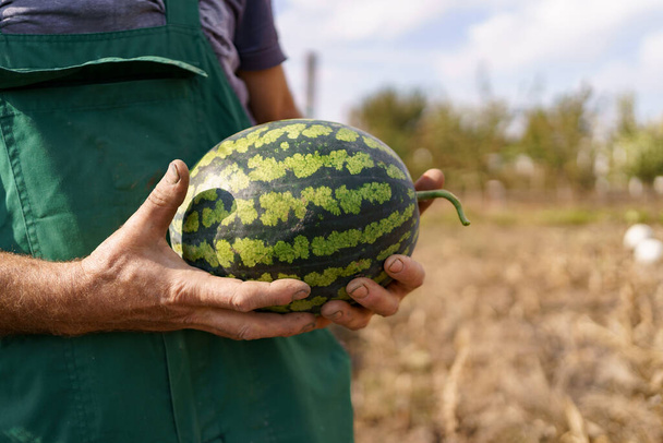 Farmer with a water melon in his hands - Fotoğraf, Görsel
