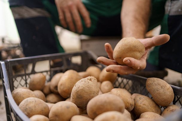 Mani che tengono le patate fresche appena scavate dal terreno - Foto, immagini