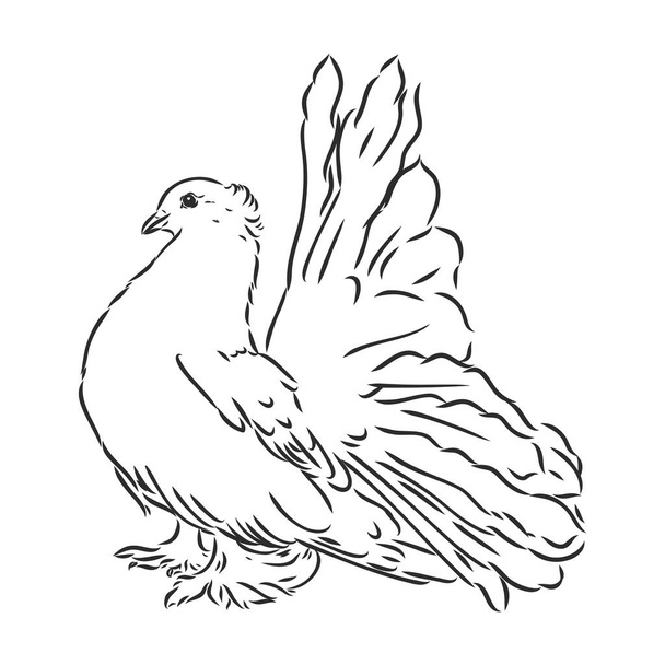 Realistic hand drawn dove. Vector illustration or element for your design. - Vektor, obrázek