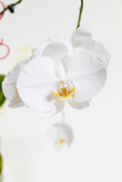 Orchidee na białym tle. Białe i fioletowe - Zdjęcie, obraz